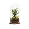 Terrarium autonome botanic® Spicy Ginseng - Taille L Ø 17,5 cm H 32 cm