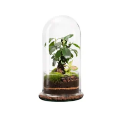 Terrarium autonome botanic® Spicy Ginseng - Taille L Ø 17,5 cm H 32 cm