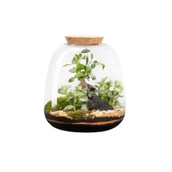 Terrarium autonome botanic® Moly Ginseng - Taille L Ø 23,5 cm H 25 cm