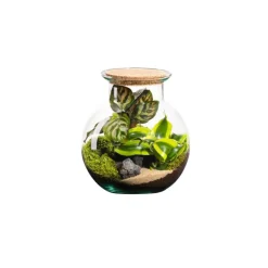Terrarium autonome botanic® Havana Cala - Taille XS Ø 15 cm H 17 cm