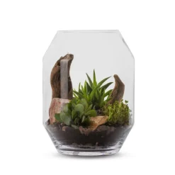 Terrarium Barnwell Succulente en verre transparent Naturalys taille L - Ø 25 x 33 cm