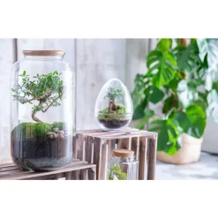Terrarium bonbonne avec bonsaï Bulle de Nature taille M Ø 23 x h 41 cm