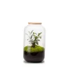 Terrarium Bonbonne M en verre transparent Ø 23 x H 41 cm