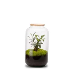 Terrarium Bonbonne M en verre transparent Ø 23 x H 41 cm