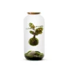 Terrarium Bulle de Nature Bonbonne Kokedama Calathea en verre transparent Naturalys taille L - Ø 23 x 50 cm