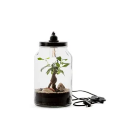 Terrarium Bulle de Nature Kraft Ginseng en verre transparent Naturalys taille M - Ø 15,5 x 26 cm