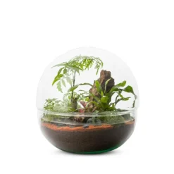 Terrarium Bulle de Nature Mini Monde en verre transparent Naturalys taille L - Ø 27 x 27 cm
