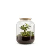 Terrarium Bulle de Nature Bonbonne Ginseng en verre transparent avec bouchon liège Naturalys taille S - Ø 19 x 30 cm