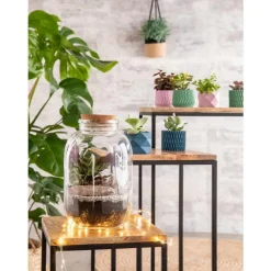 Terrarium Bulle de Nature Naka en verre transparent avec bouchon liège Naturalys - Ø 12,5 x 26 cm