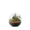 Terrarium Bulle de Nature Mini Monde en verre transparent Naturalys taille M - Ø 20 x 20 cm