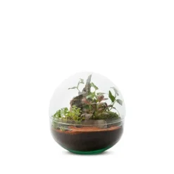 Terrarium Bulle de Nature Mini Monde en verre transparent Naturalys taille M - Ø 20 x 20 cm
