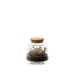 Terrarium Bulle de Nature Izumi en verre transparent Naturalys taille M - Ø 13 x 13 cm