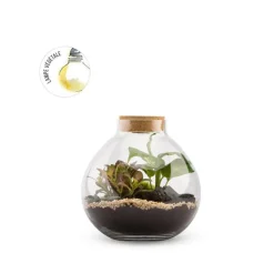 Terrarium Bulle de Nature Bulle Light Mix en verre transparent avec bouchon liège Naturalys taille L - Ø 20,5 x 20 cm