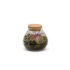 Terrarium bulle light fittonia et tillandsia taille L Ø 20,5 x H 20 cm