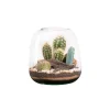 Terrarium cactés botanic® Moly Cactus - Taille M Ø 19 cm H 20 cm