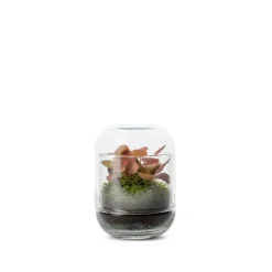 Terrarium capsule fitto coloris vert Bulle de Nature - Ø 8 cm