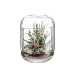 Terrarium capsule succulente coloris vert Bulle de Nature - Ø 8 cm