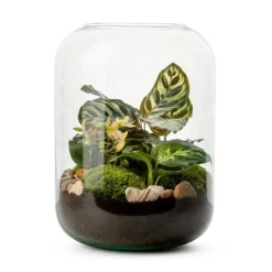 Terrarium Naturalys Bolton Phalaeno - Ø 23 cm