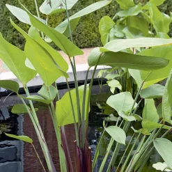 Thalia germinata pot de 3 litres