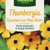 Thunbergia Suzanne aux yeux noirs Vilmorin - graines à semer