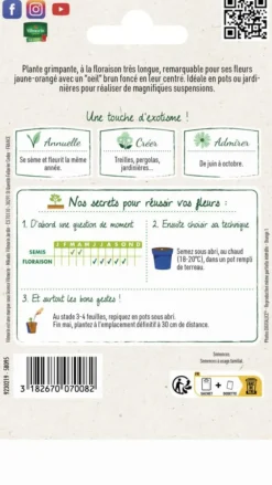 Thunbergia Suzanne aux yeux noirs Vilmorin - graines à semer