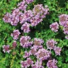Thym Serpolet Rose - Le pot de 9 x 9 cm