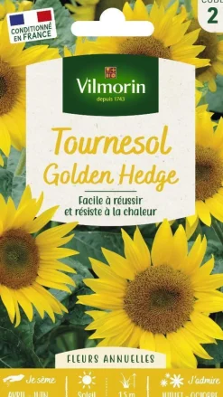 Tournesol Golder Hedge Vilmorin - graines à semer