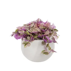 Tradescantia carnival