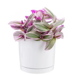 Tradescantia Nanouk rose en pot blanc émaillé botanic®. Le pot Ø 15 cm