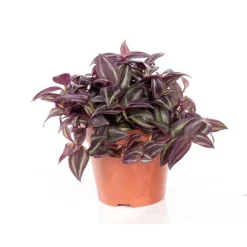 Tradescantia pendula