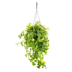 Tradescantia Yellow Hill suspension Ø17/18xH40 cm