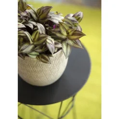 Tradescantia zebrina