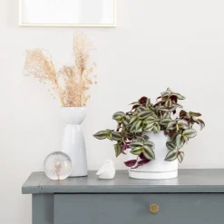 Tradescantia Zebrina vert en pot blanc émaillé botanic®. Le pot Ø 15 cm