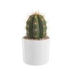 Trichocereus pasacana en pot blanc émaillé H 20 x Ø 20 cm