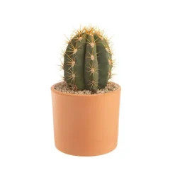 Trichocereus pasacana en pot terre cuite H 10 x Ø 20 cm