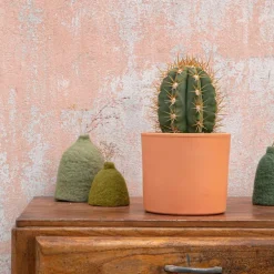 Trichocereus pasacana en pot terre cuite H 10 x Ø 20 cm