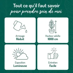 Trichocereus pasacana en pot terre cuite H 10 x Ø 20 cm