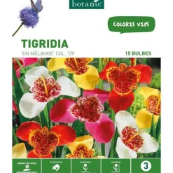 Trigidia Mélange botanic® - 15 bulbes