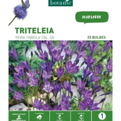 Triteleia Brodiaea Reine Fabiola bleu botanic® - 25 bulbes
