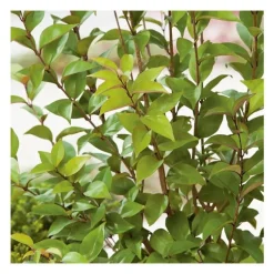 Troène du Japon vert. Le pot de 3 litres