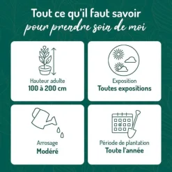 Troène du Japon vert. Le pot de 3 litres