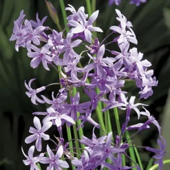 Tulbaghie violette pot de 3 litres