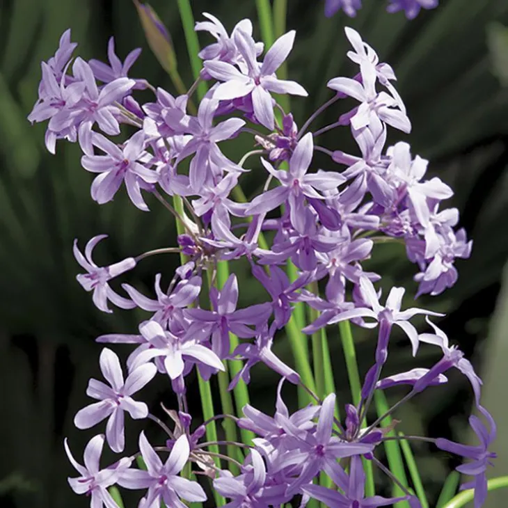 Tulbaghie violette pot de 3 litres