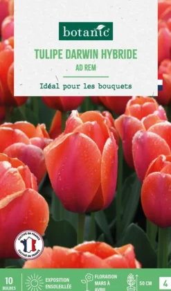 Tulipe darwin hybride botanic® - 10 bulbes