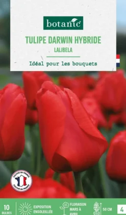 Tulipe darwin hybride lalibela botanic® - 10 bulbes