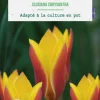 Tulipe species clusiana chrysantha botanic® - 10 bulbes