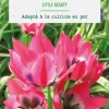 Tulipe species little beauty botanic® - 10 bulbes