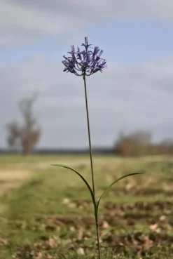 Tuteur en forme de fleur d’Agapanthe en métal recyclé Chouette & Co - H 110 cm