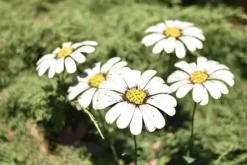 Tuteur grande marguerite en métal recyclé Chouette & Co - 70 cm