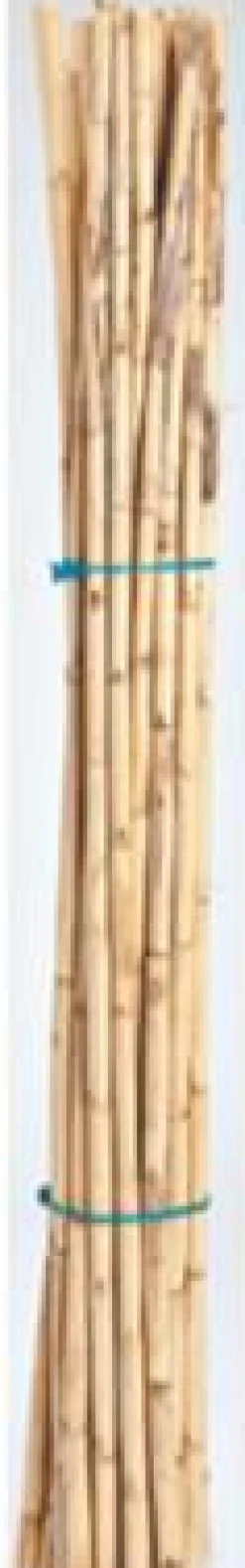 Tuteurs pour haricots en roseau Silvacane Provence x 12 - Ø 1,5 x H 150 cm